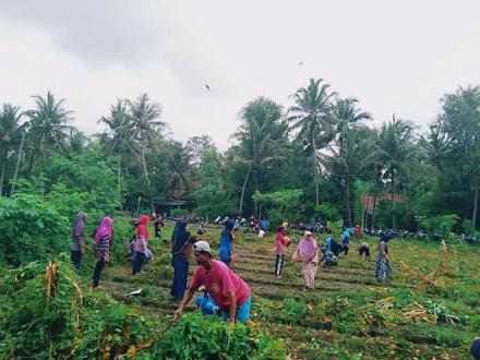 Gotong Royong Wali Siswa SDN 1 Sanden, Wujudkan Kebun Sekolah Sebagai Sarana Pembelajaran Siswa